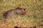 Cheetah with kill Samburu Kenya